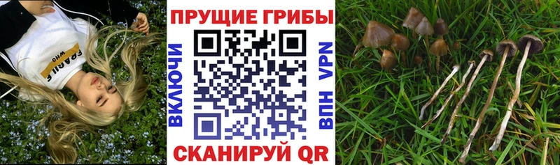 Псилоцибиновые грибы ЛСД  наркота  Сенгилей 